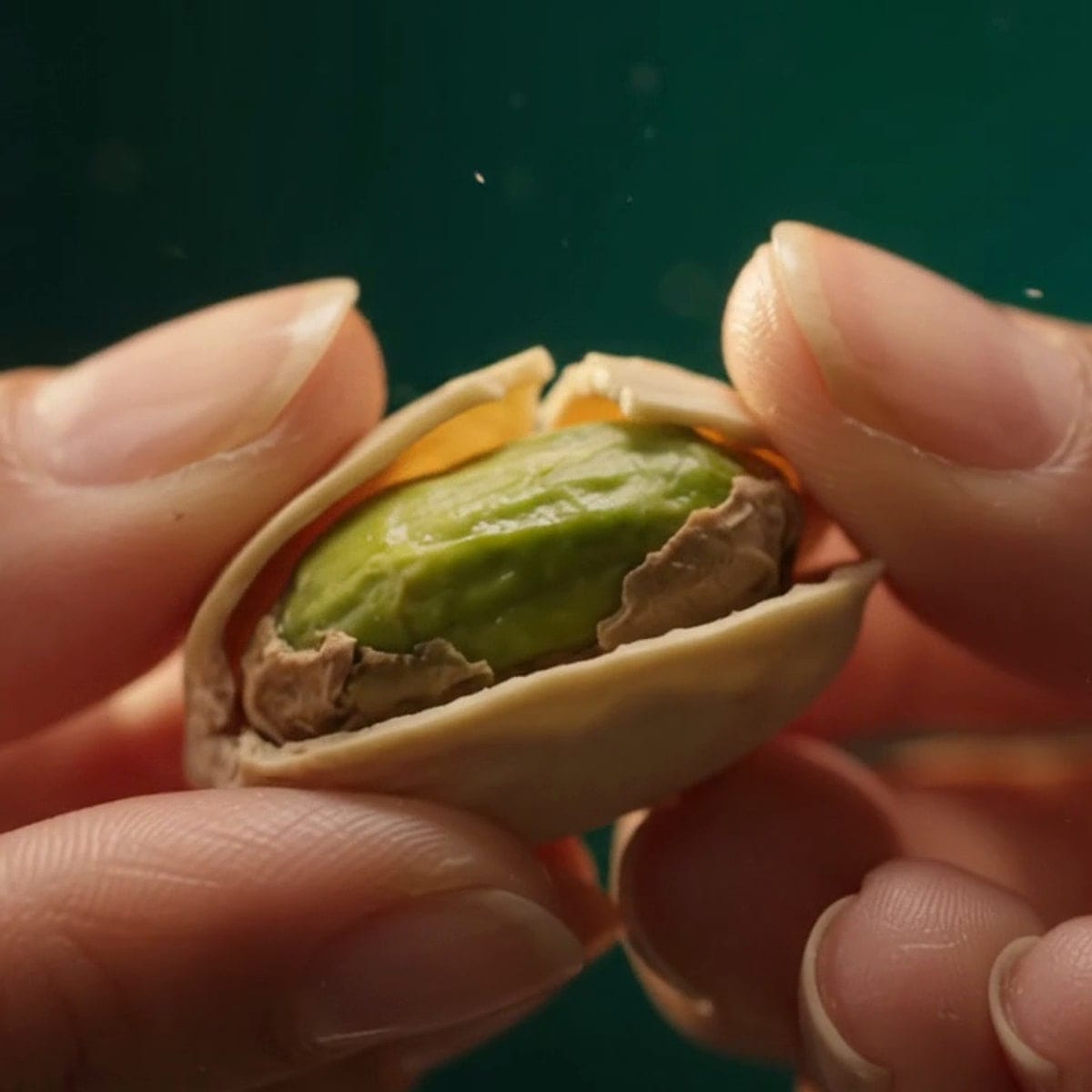 Hands opening a pistachio shell